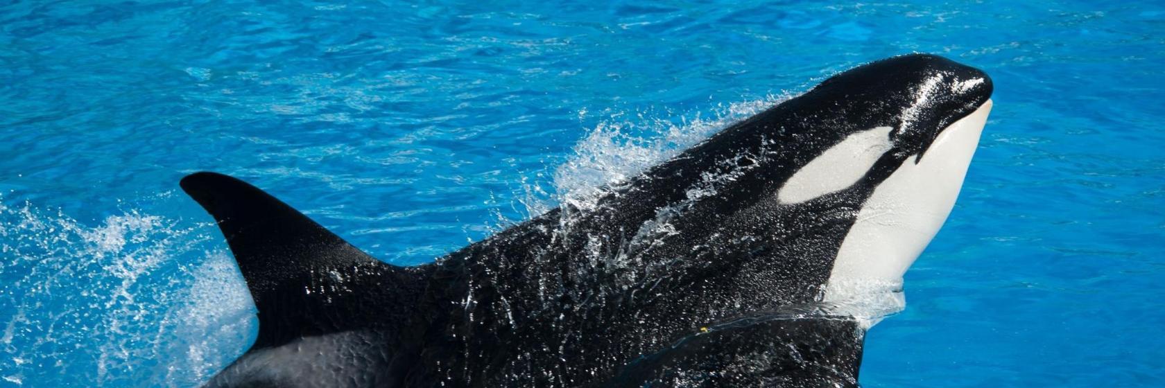 SeaWorld Orlando